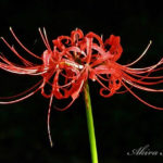 赤い魔法の花。【小石川植物園の彼岸花】