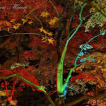 武蔵丘陵森林公園の、紅葉と冬の2つのライトアップが秀逸だ