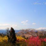 花見山は福島の桃源郷だった。そして郡山の開成山公園で夜桜