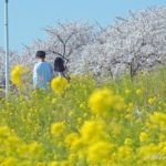 熊谷桜堤で淡いピンクの桜と、イエローの菜の花に圧倒される。