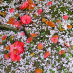 桜の散りギワの美学を求めて【京都・哲学の道～天竜寺】(前編)
