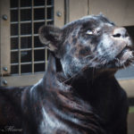 日立市かみね動物園では、珍しい黒ジャガーを間近に見れる