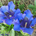 網膜までも鮮やかに染め上げる、アルプスの青い花【スイス02】