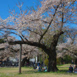 小金井公園の桜が満開時に、江戸東京たてもの園をそぞろ歩き　　
